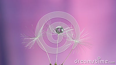 Dandelion seeds on pink purple background Stock Photo