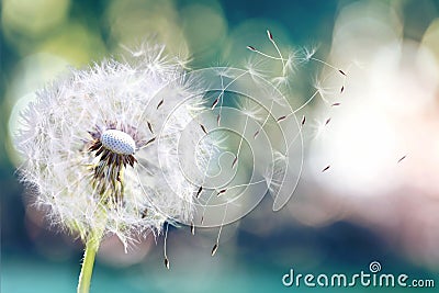 Dandelion seeds in the sunlight blowing away across a fresh green morning background. Stock Photo