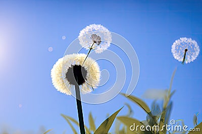 Dandelion seeds in the sunlight blowing away across a fresh green morning background, generative ai Stock Photo
