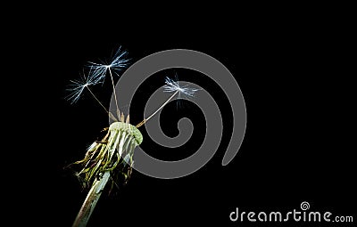 Dandelion Seeds - Only Three Left Stock Photo