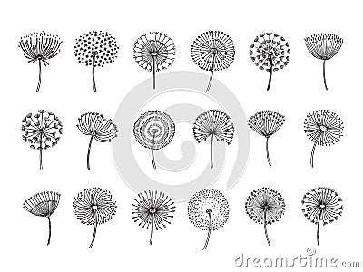 Dandelion set. Doodle hand drawn dandelions monstera delicate plant seeds summer botanical fluff flower isolated vector Vector Illustration