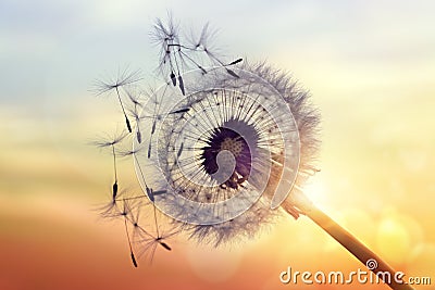 Dandelion silhouette against sunset Stock Photo