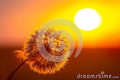 Dandelion silhouetted against the sunset sky. Nature and botany of flowers Stock Photo