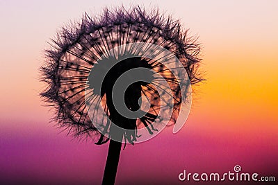 Dandelion Silhouetted By The Sunset Stock Photo