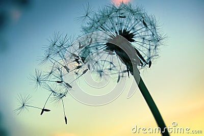 Dandelion Stock Photo