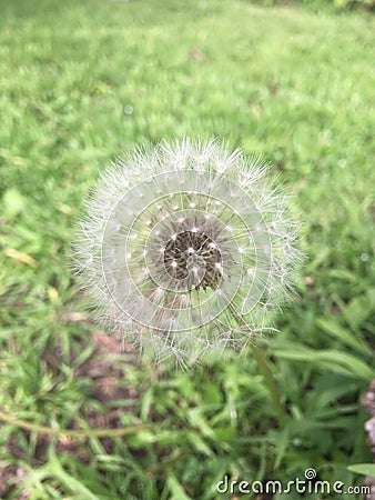 dandelion Stock Photo