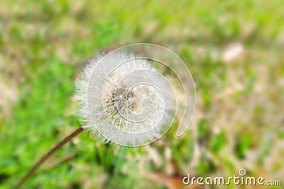 Dandelion Stock Photo