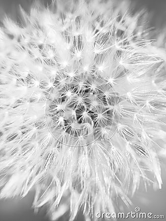 Dandelion Stock Photo