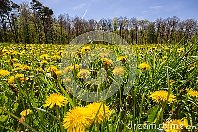 Springtime Dandelion Field at Forest Stock Photo
