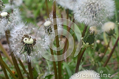 Dandelion Stock Photo