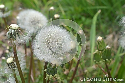 Dandelion Stock Photo