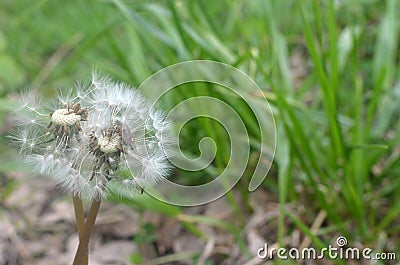 Dandelion Stock Photo