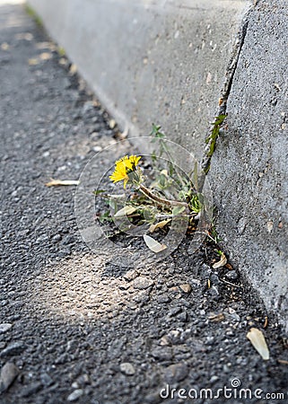 A dandelion sprouted through concrete is a conceptual force of nature. A dandelion grows through a crack in an asphalt Stock Photo