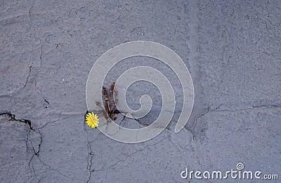 Dandelion sprouts through the concrete floor. The symbol of struggle and resistance. Concept: don `t give up no matter what, Stock Photo