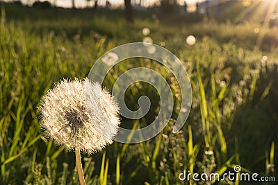 Dandelion in a sunny embrace Stock Photo