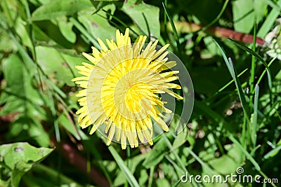 Dandelion - Taraxacum agg, Norfolk, England, UK Stock Photo