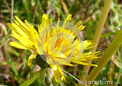 Dandelion Taraxacum in Flower in Sunlight Stock Photo