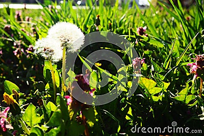 The dandelion Taraxacum is a genus of perennial herbaceous plants in the family Asteraceae. Type species of the genus - Stock Photo