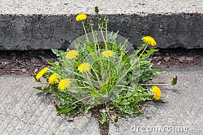 Dandelion, taraxacum officinale, growing on pavement Stock Photo