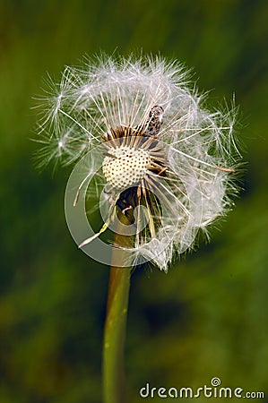 Dandelion tuft Stock Photo