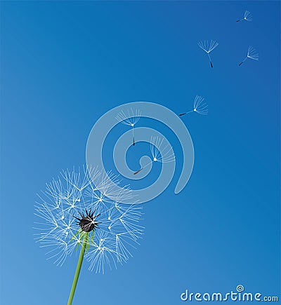 Dandelion Vector Illustration