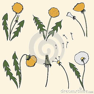 Dandelion vector illustration on beige background Vector Illustration
