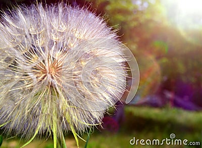 Dandelion Stock Photo