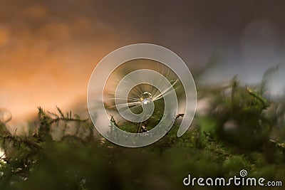 Dandelion with water droplet, macro side, boke Stock Photo