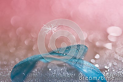 Dandelion with water drops on blue transparent leaf. the work of art. Selective focus Stock Photo