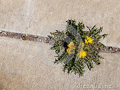Dandelion Weed Growing in Crack on Sidewalk Stock Photo
