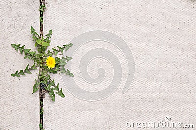 Dandelion weed Stock Photo