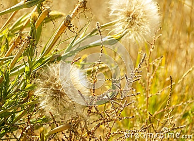 Dandelion Weed in a Meadow Stock Photo