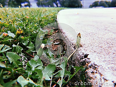 Dandelion weeds next to driveway Stock Photo