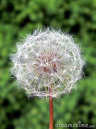 Dandelion Stock Photo