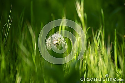 Dandelion white flower Stock Photo