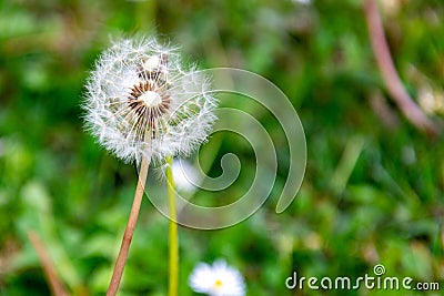 Dandelion white in a park in springtime Stock Photo