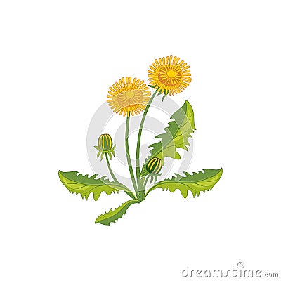 Dandelion Wild Flower Hand Drawn Detailed Illustration Vector Illustration