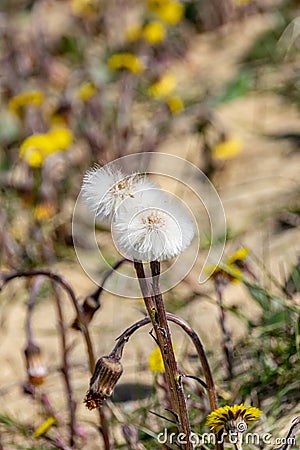 Dandelion wild flowers growing in dry arid environment of sand dunes Stock Photo