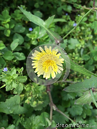 Dandelion, wild plants, beautiful yellow flowers at spring Stock Photo