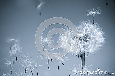 DANDELION IN THE WIND Stock Photo