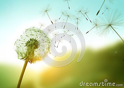 Dandelion In The Wind Stock Photo