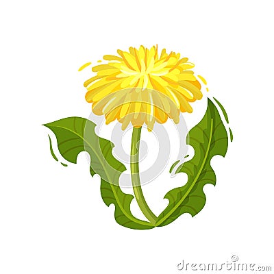 Dandelion with yellow flower and green leaves. Flowering summer plant. Nature theme. Flat vector design Vector Illustration