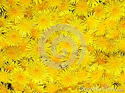 Dandelions Stock Photo