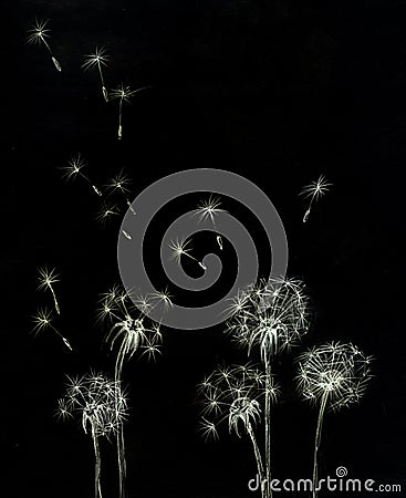 Dandelions Stock Photo