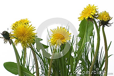 Dandelions Stock Photo