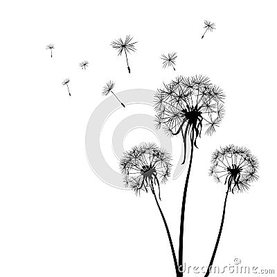 Dandelions Vector Illustration