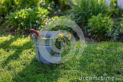 Dandelions in bucket on grass by garden after weeding Stock Photo