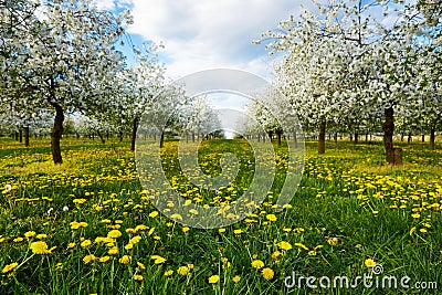 Dandelions in cherry orchard Stock Photo