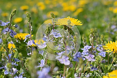 Dandelions and field speedwell flowers blossoming Stock Photo