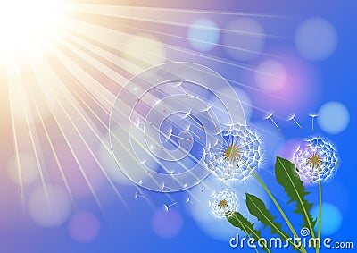 Dandelions with flying fluff on the blue sky and sunlight background Vector Illustration